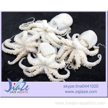 IQF Delicious Frozen whole octopus